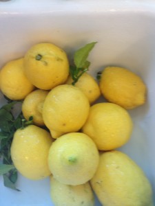 One of the benefits of living in California is being able to grow your own Lemons.