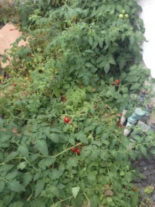 My wild tomato plant!