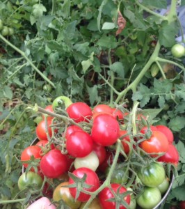 Wild Urban Tomatoes